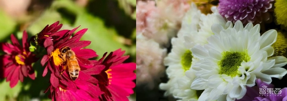 手机长焦大战背后,三星ISOCELL用像素黑科技打破行业不可能