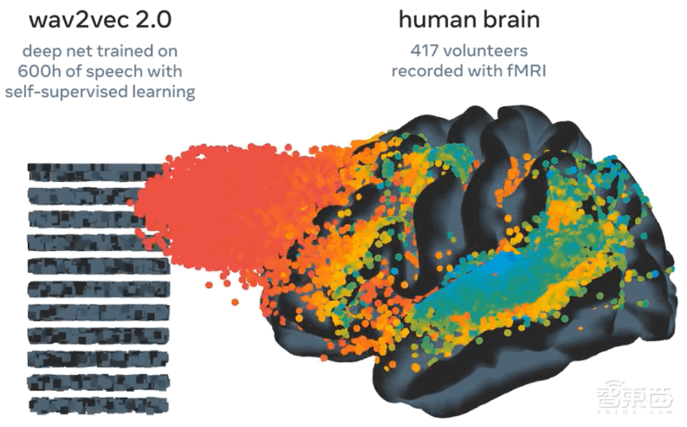 Meta开发AI“读心术”系统，仿真大脑模型，大脑活动直接转文字