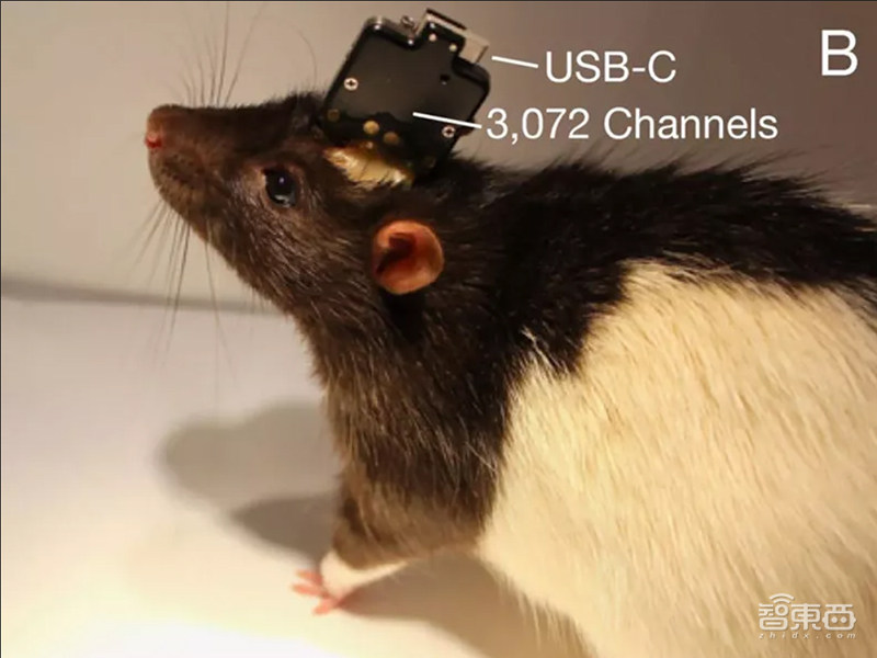 用意念打字、让阿凡达成真!脑机接口到底有多少花样“玩”法?