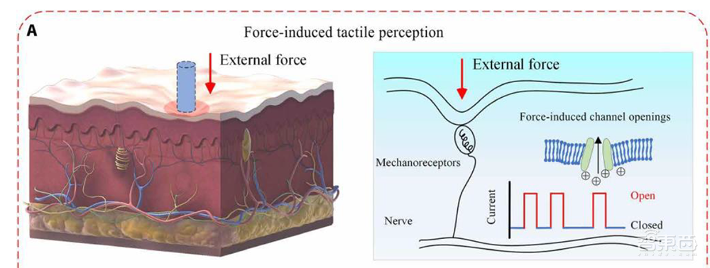 在元宇宙中實感“擼貓”！騰訊觸覺技術登Science子刊