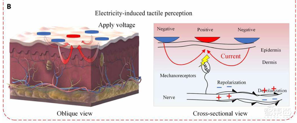 在元宇宙中實感“擼貓”！騰訊觸覺技術登Science子刊