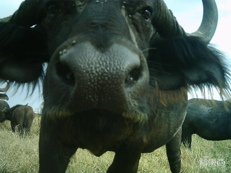 DeepMind利用AI分析动物行为,可正确识别50种大型物种