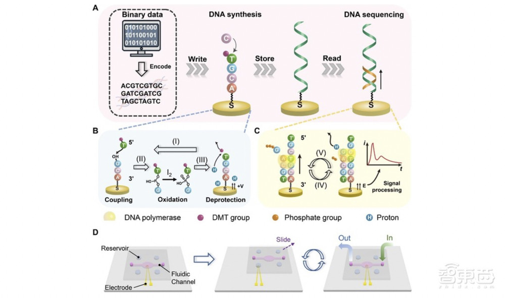 一个咖啡杯装下全世界的数据,DNA存储芯片神奇在哪?