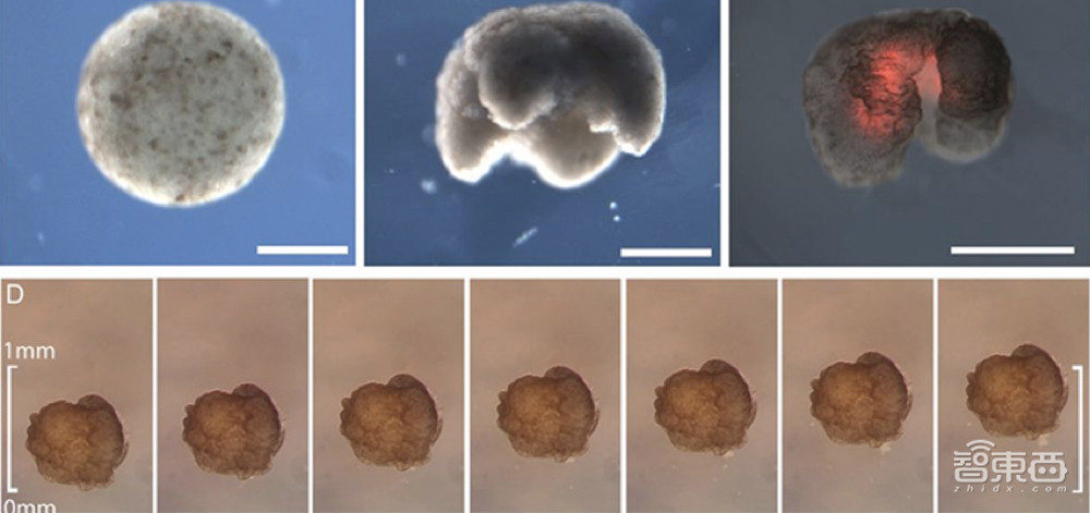 全球首个能“生娃”的活体机器人!Xenobots形似吃豆人,靠一张嘴繁衍