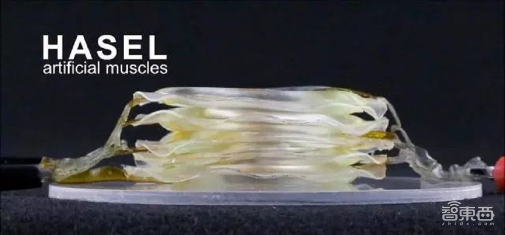 弹跳超自身10倍,机器人关节驱动新进展,受蜘蛛启发