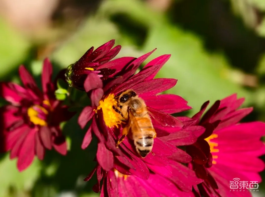 手机影像原生画质跃迁,一颗小小图像传感器里,藏着像素技术颠覆式创新