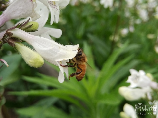 小米Note顶配版测评:到底比普通版强多少?