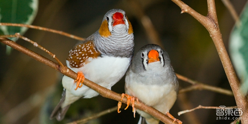 谷歌AI自动重构3D大脑 7天完成人类10万小时标注任务