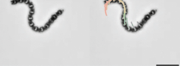 比头发丝还细的机器人！可自主导航、避障、适应环境