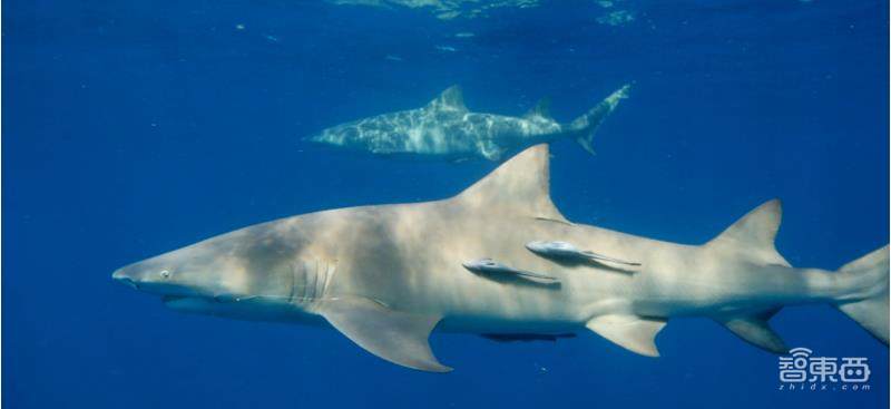 8K退烧:一文读懂手机8K视频功能“公开的秘密”