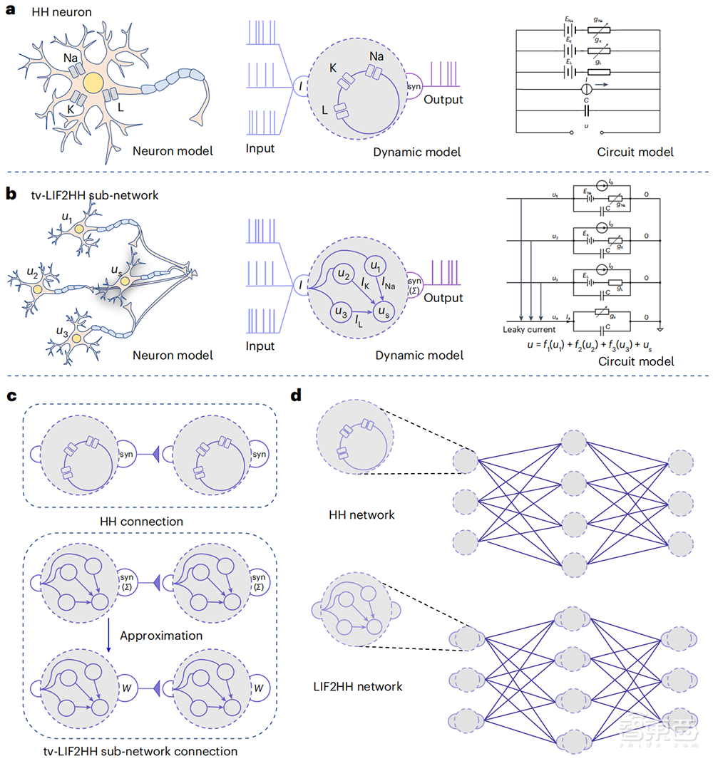 中国类脑计算研究登Nature子刊:解锁AI性能提升新路径,中科院清华北大联合成果