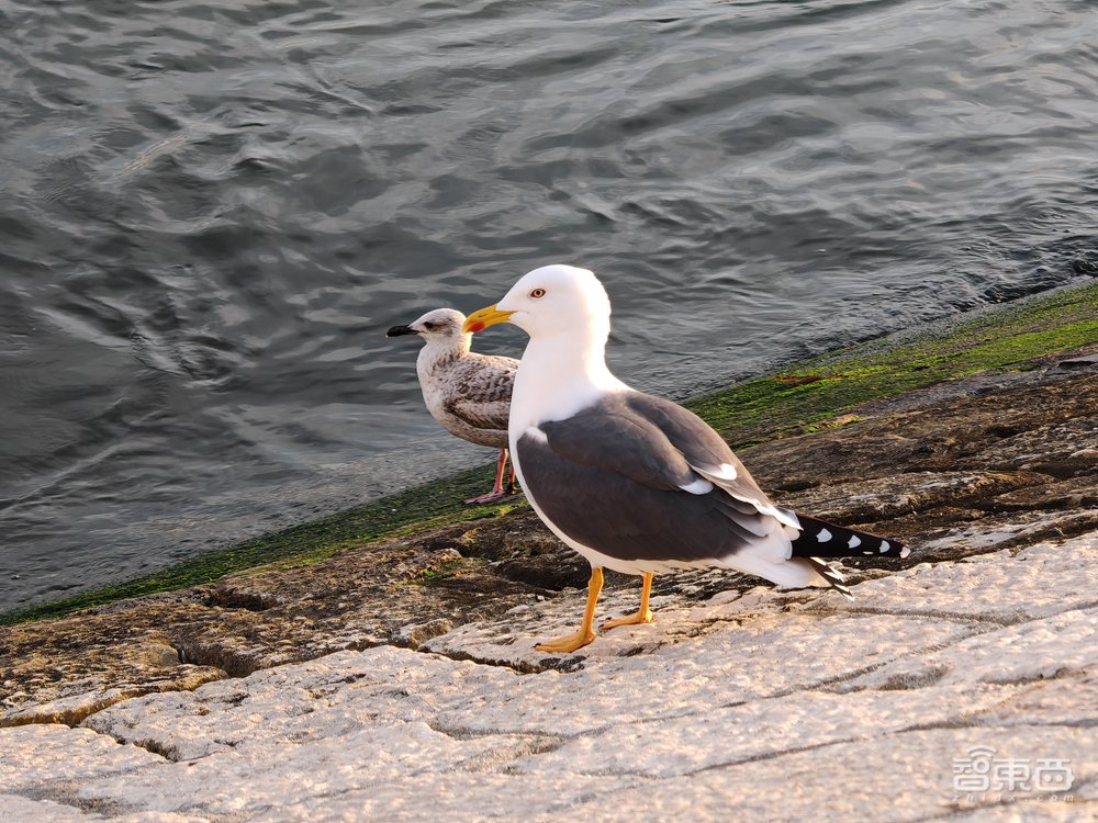 Galaxy S24 Ultra深度体验:All in AI的三星,抢先了苹果一步