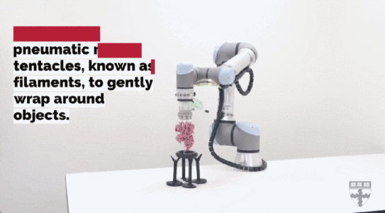 哈佛研发像火鸡面的“触手”机器人,能缠绕抓起脆弱物体