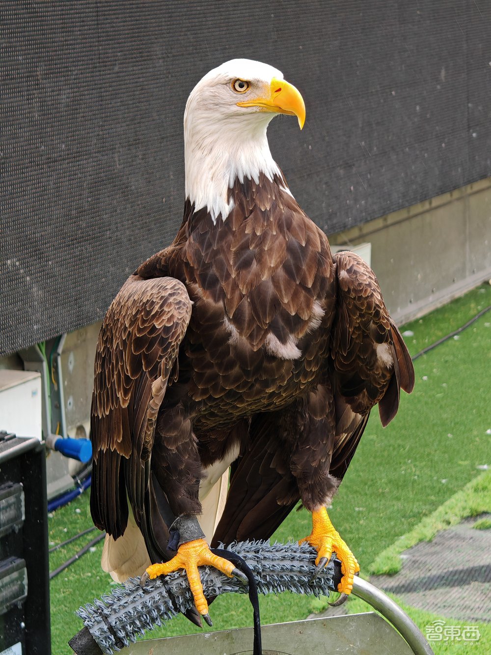 OPPO Find X7 Ultra深度体验:AI从尝鲜到常用,双潜望和自研潮汐架构亮眼