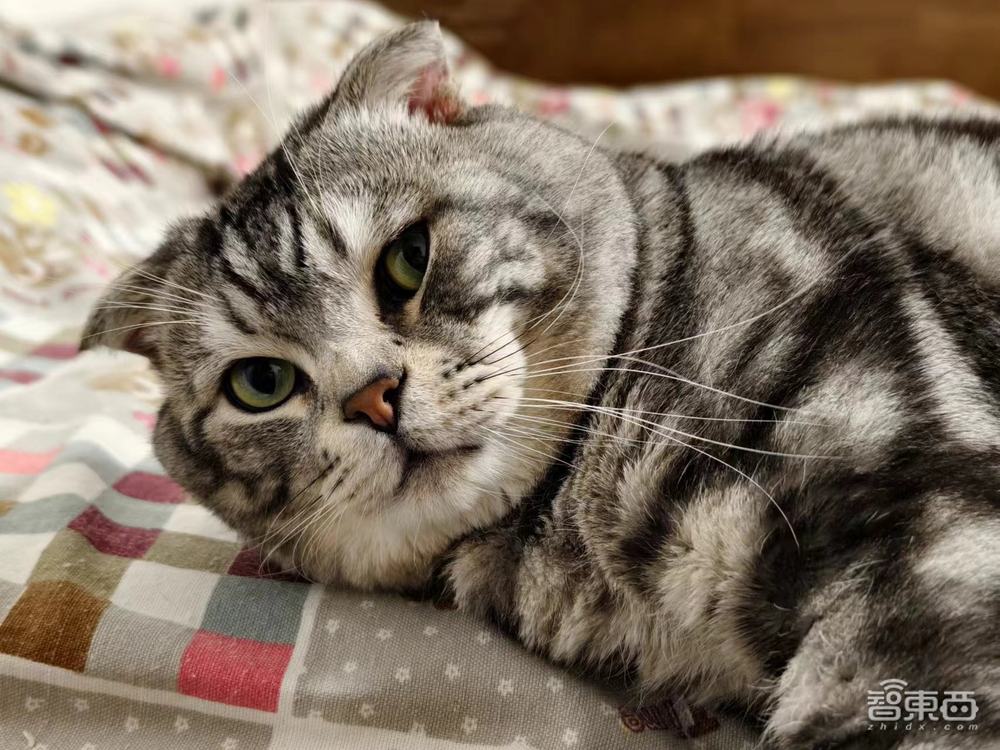 vivo X100 Ultra深度体验:人人随手拍大片,蓝心小V比Siri更能干