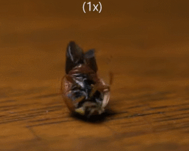 向瓢虫学习如何“翻跟斗”！仿生无人机再现新进展