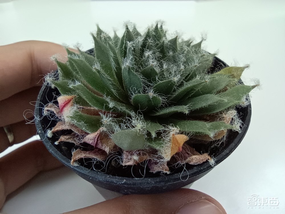 Redmi Note 10 Pro首发体验:67W充电下放,LCD为何能胜OLED?