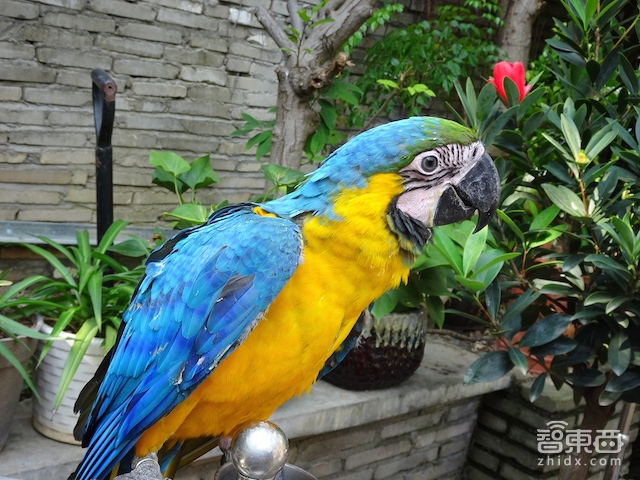 硬创先锋陈思达:玩了30年航模后开造千元无人机