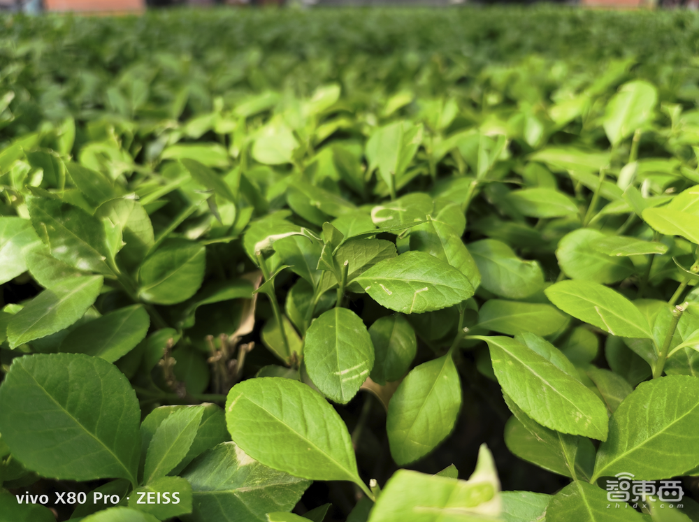 vivo X80 Pro深度体验:自研芯+自研算法成vivo影像“护城河”