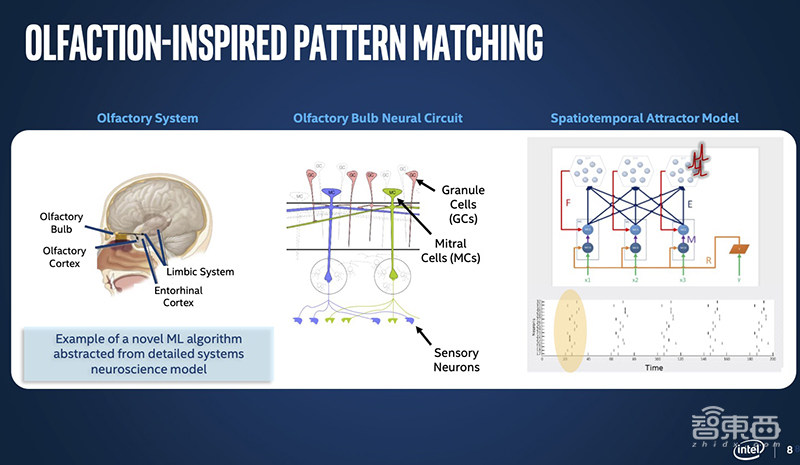 768颗芯片、1亿个神经元！电脑追上小型哺乳动物脑容量，迄今最强神经拟态系统诞生