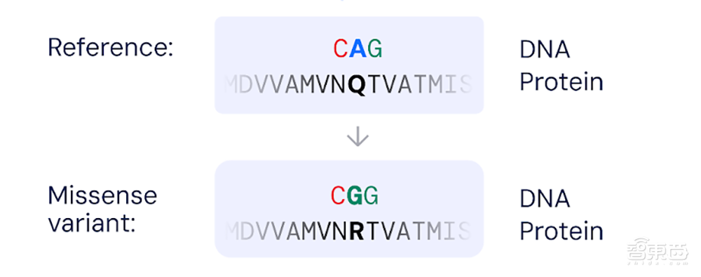 DeepMind再放大招!新模型可预测基因突变是否致病,比人类专家提升近千倍