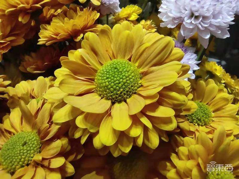 小米1亿像素手机拍照体验，从微距拍到超广角，效果到底如何？