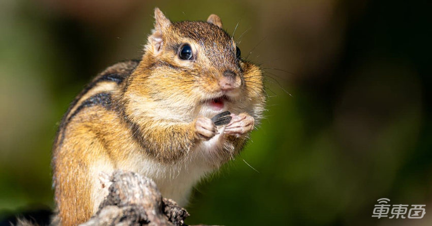 殖民火星分几步？马斯克：三步就行