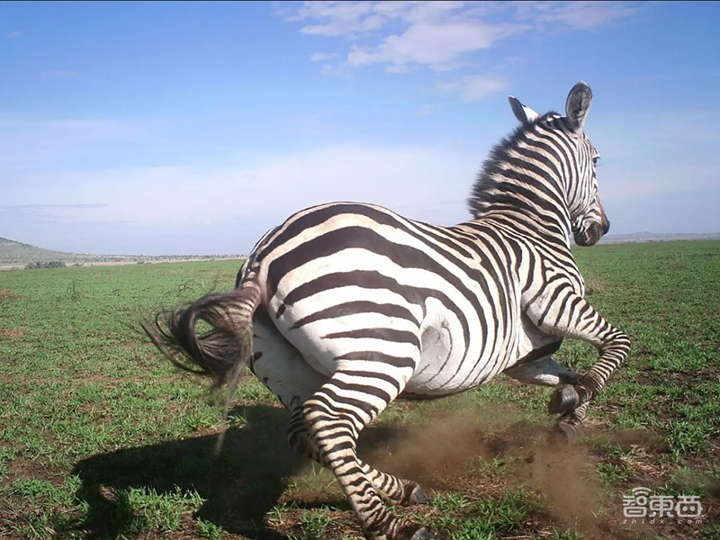 DeepMind利用AI分析动物行为,可正确识别50种大型物种