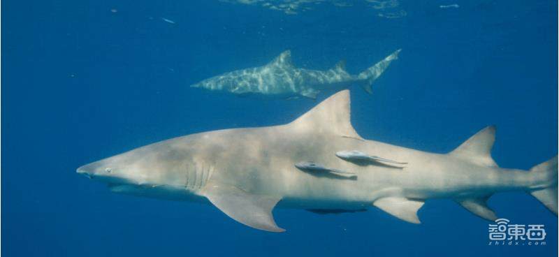 8K退烧:一文读懂手机8K视频功能“公开的秘密”