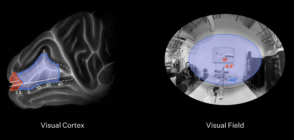马斯克脑机接口重磅更新!5名患者联机玩马里奥赛车,未来或能控制Optimus机械臂