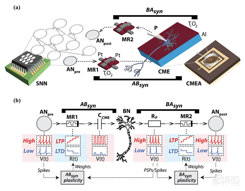 深扒全球仿生芯片计划！15+公司已入局，人造大脑通往未来计算之门
