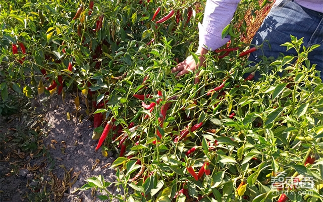 探秘极飞新疆：“偷”来法拉利技术 种出香奈儿口红