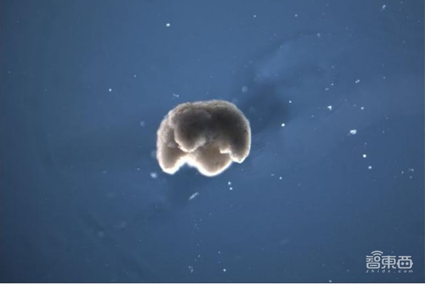 美研究者用3D打印的小鼠肌肉构造生物机器人，有望用于假肢制造