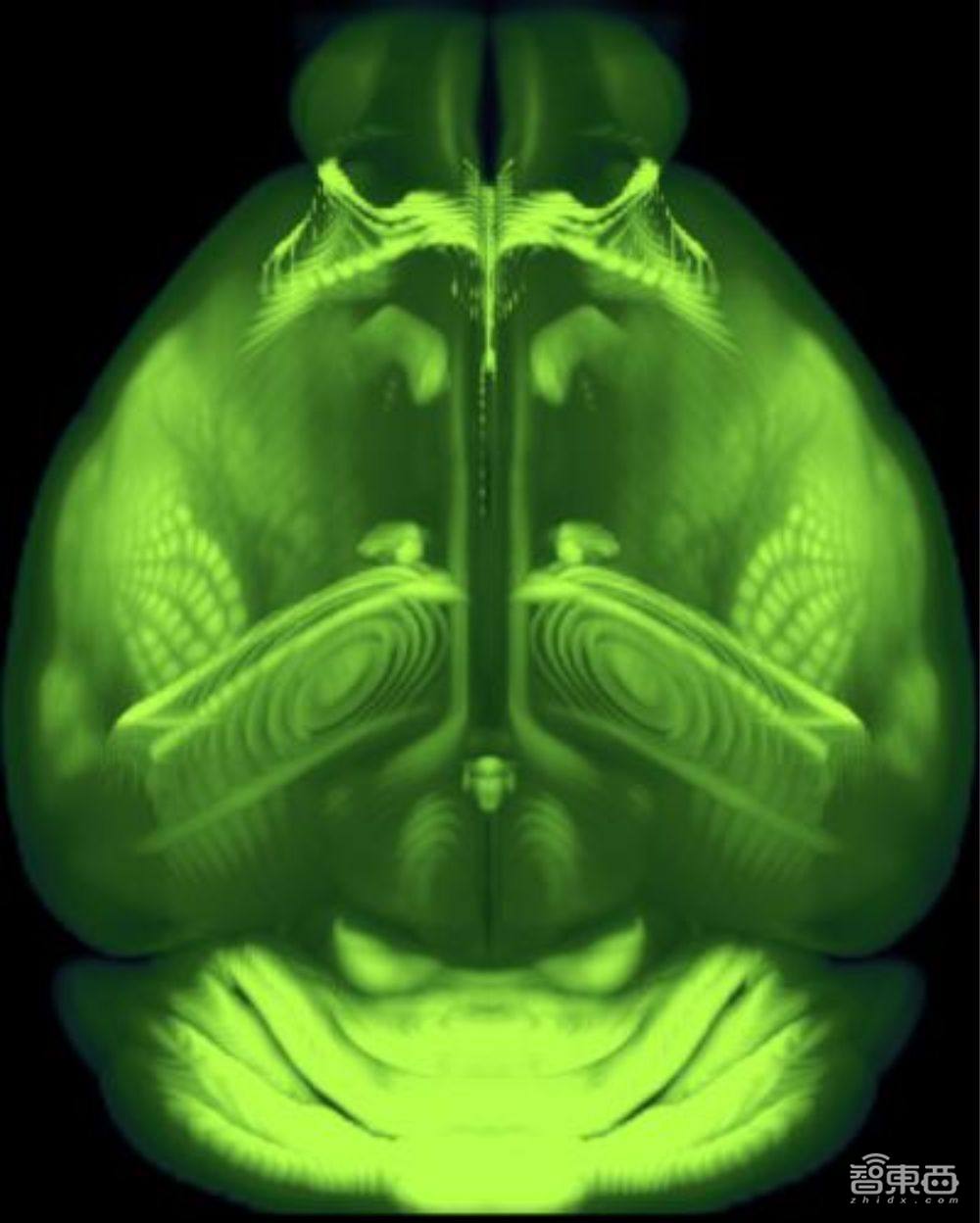 亚马逊云计算发力神经学,AWS与艾伦研究所构建“人脑地图”