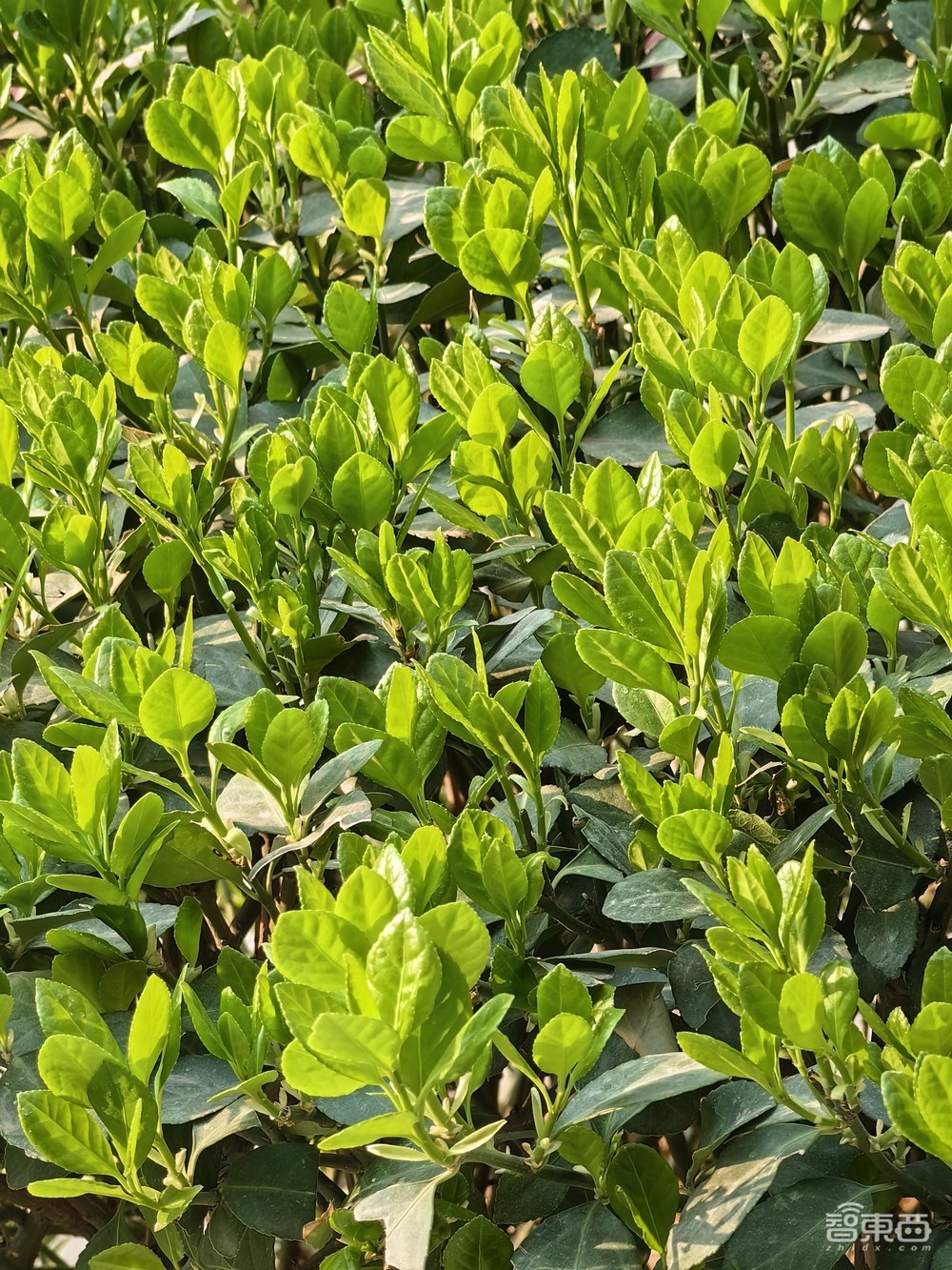 华为Mate X3折叠屏深度体验:厚重成为过去式,大屏软硬件体验再上新台阶