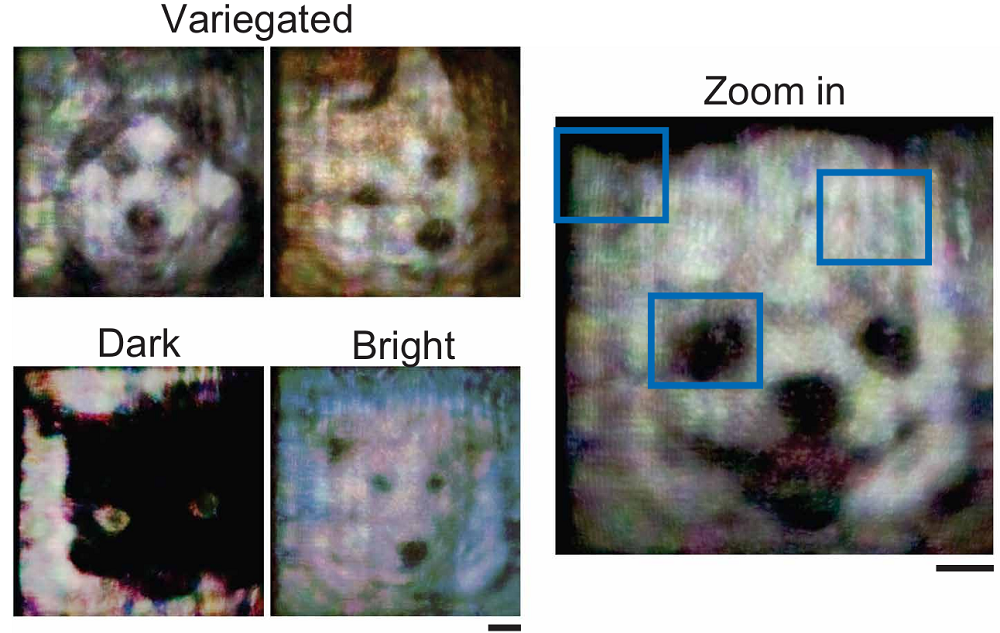 上海交大全光AI芯片登Science！比A100快百倍