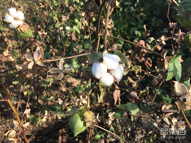 国仁观察:体验iPhone 6s Plus的变与不变