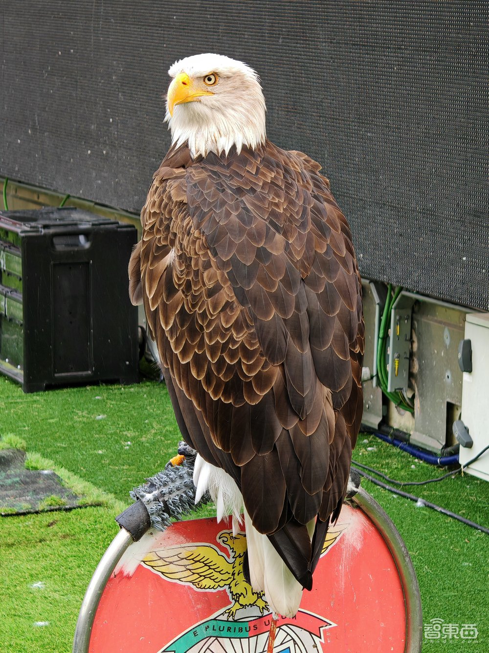 Galaxy S24 Ultra深度体验:All in AI的三星,抢先了苹果一步