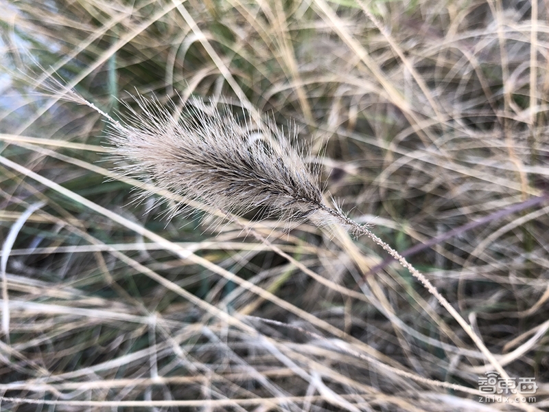 深度体验iPhone X!打开人工智能大门的正确姿势