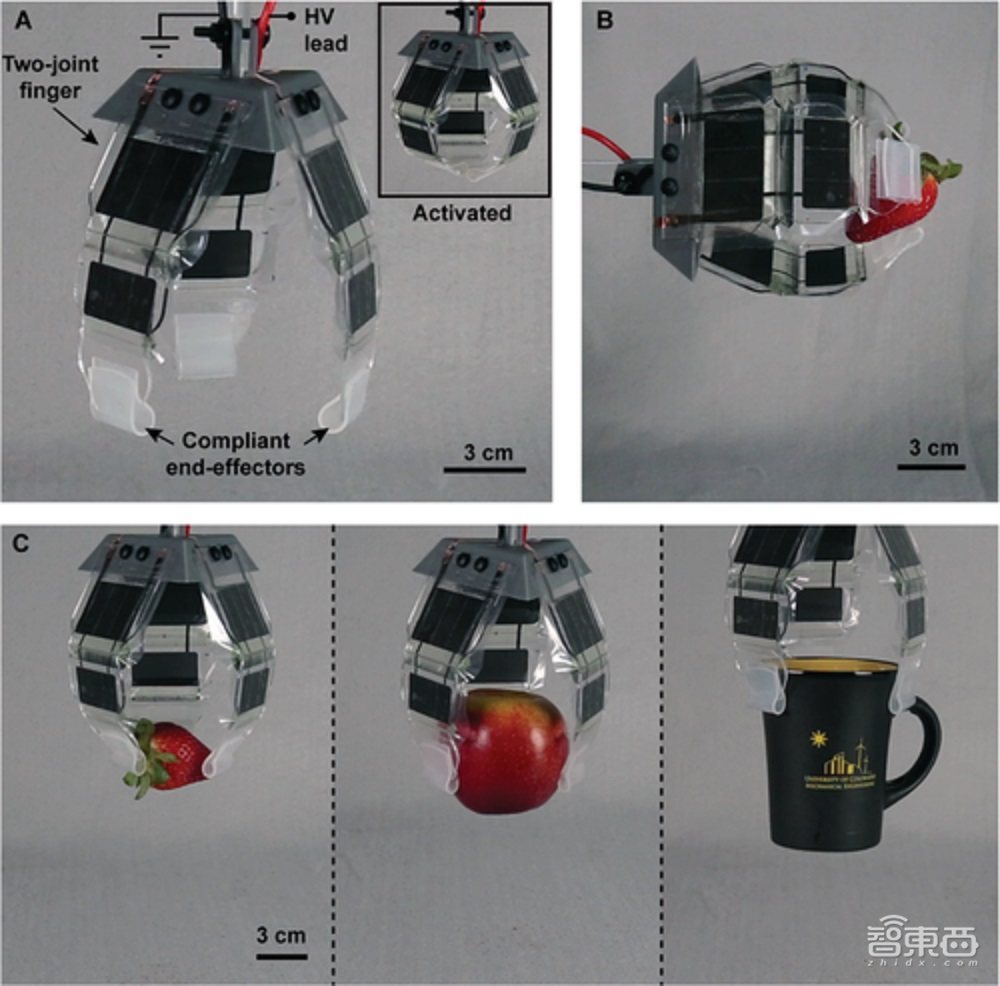 弹跳超自身10倍,机器人关节驱动新进展,受蜘蛛启发