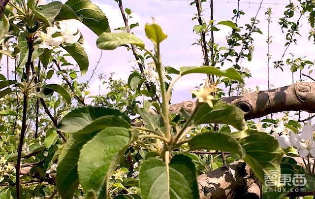 特写:无人机下乡三年 海归植保队征服5万亩果园