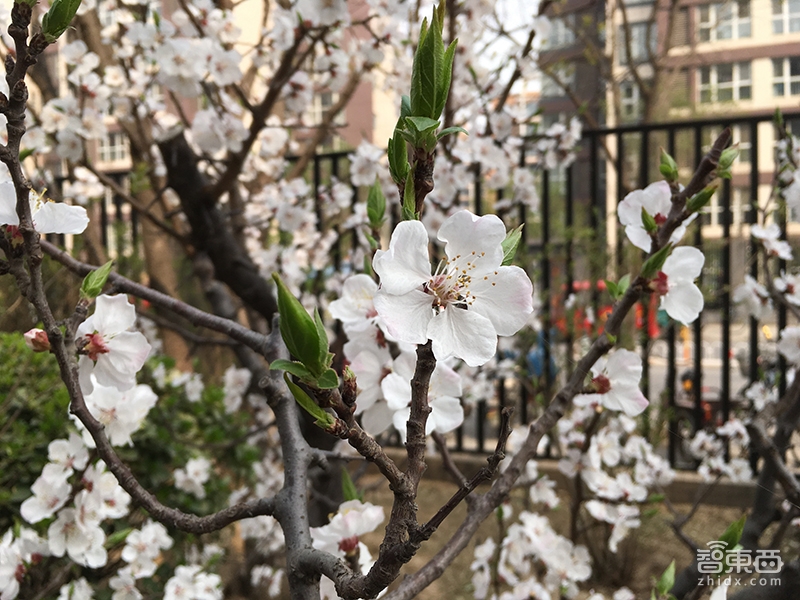 都是性能小钢炮 iPhone SE和新iPad Pro体验