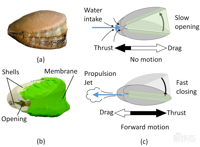 魷魚(yú)機(jī)器人靠噴水前進(jìn)，北航與瑞士聯(lián)邦理工研發(fā)仿生機(jī)器人