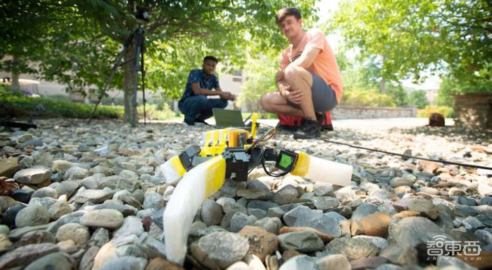 引导小海龟回归大海!新型仿生机器人可模拟海龟步态