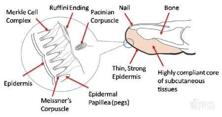 机器人“仿人”技术新突破,超灵敏手指触觉,还能剥香蕉、穿衣服!