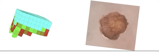 全球首个活体可编程机器人诞生!100%青蛙基因,劈成两半还能自愈