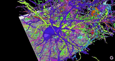 谷歌AI自动重构3D大脑 7天完成人类10万小时标注任务