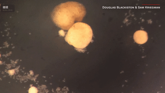 全球首个能“生娃”的活体机器人！Xenobots形似吃豆人，靠一张嘴繁衍