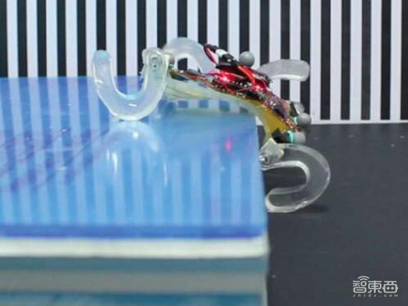 新型机器人只有巴掌大！用软材料制作，可以翻越身高2.44倍障碍