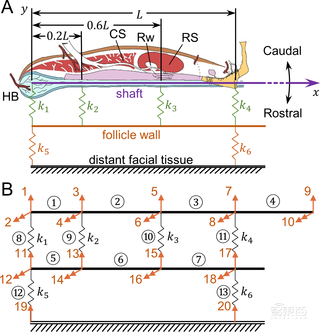 老鼠胡须如何感知世界？科学家研发新机械模型，揭秘神经元下的触觉